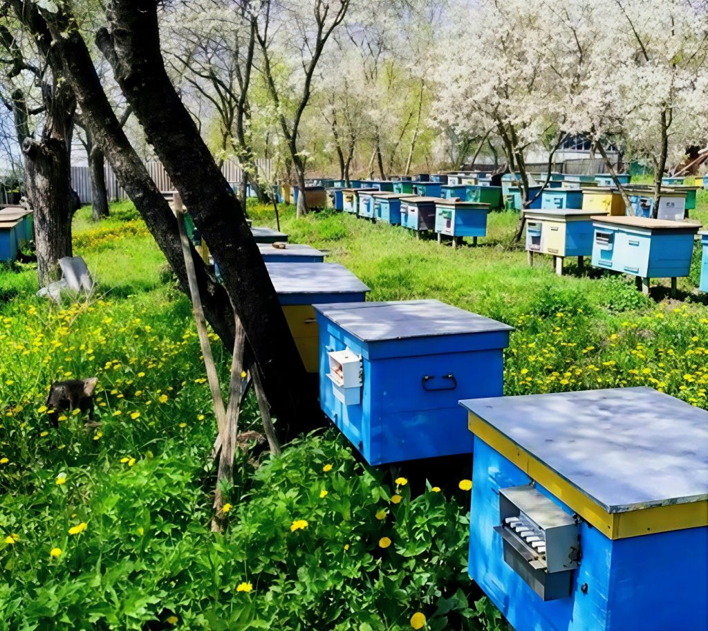 пасіка