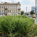 Ядуча амброзія заполонила центр Дніпра, а міськрада активно виділяє додаткові мільйони на її знищення