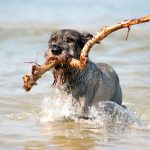 Чи дозволено купання собак у водоймах України та які штрафи передбачені для власників