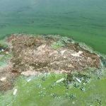 Дніпро став занедбаним болотом: біля Січеславської Набережної вода забруднена водоростями та сміттям