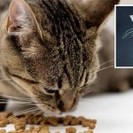 Як обрати найкращий корм для вашого кота: корисні рекомендації