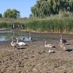 На Дніпропетровщині врятували сімейство лебедів