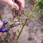 Як правильно формувати трояндові кущі та плетисті сорти восени