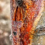Злущування кори на дереві