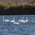 Незвичайне явище біля Кривого Рогу: на водоймах з’явилися рідкісні лебеді-кликуни