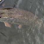 Місцевий рибалка впіймав королеву річки вагою 5 кілограмів