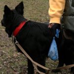Покарання за залишки після тварини на вулиці