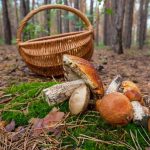 У Кам’янському четверо людей потрапили до лікарні через ймовірне отруєння грибами