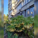 У житловому масиві Сонячний у Дніпрі розквітла бругмансія