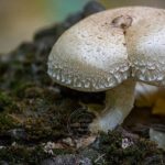 Масове грибне отруєння у Дніпропетровській області