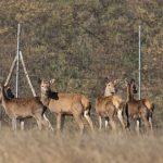150 сарн, понад 70 кабанів і 30 оленів: чисельність диких тварин у заповіднику на Дніпропетровщині